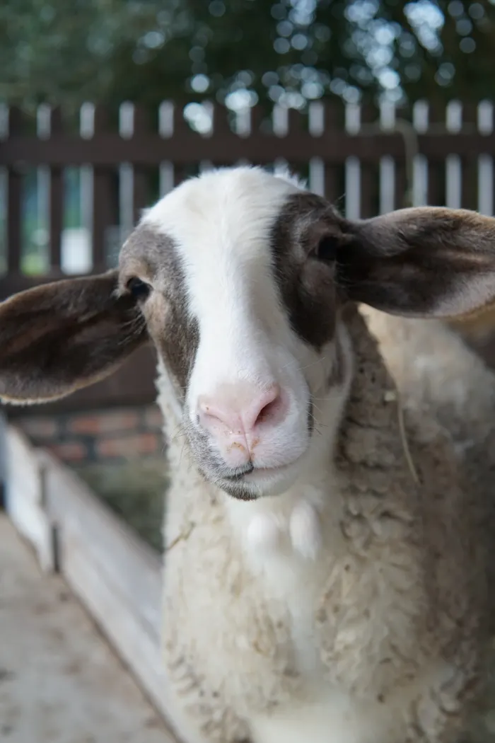 Animais | Rancho